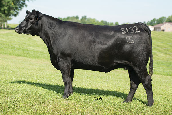 BLACK COWBELL TAMA 黒 Tama Metalworks 14x6.5