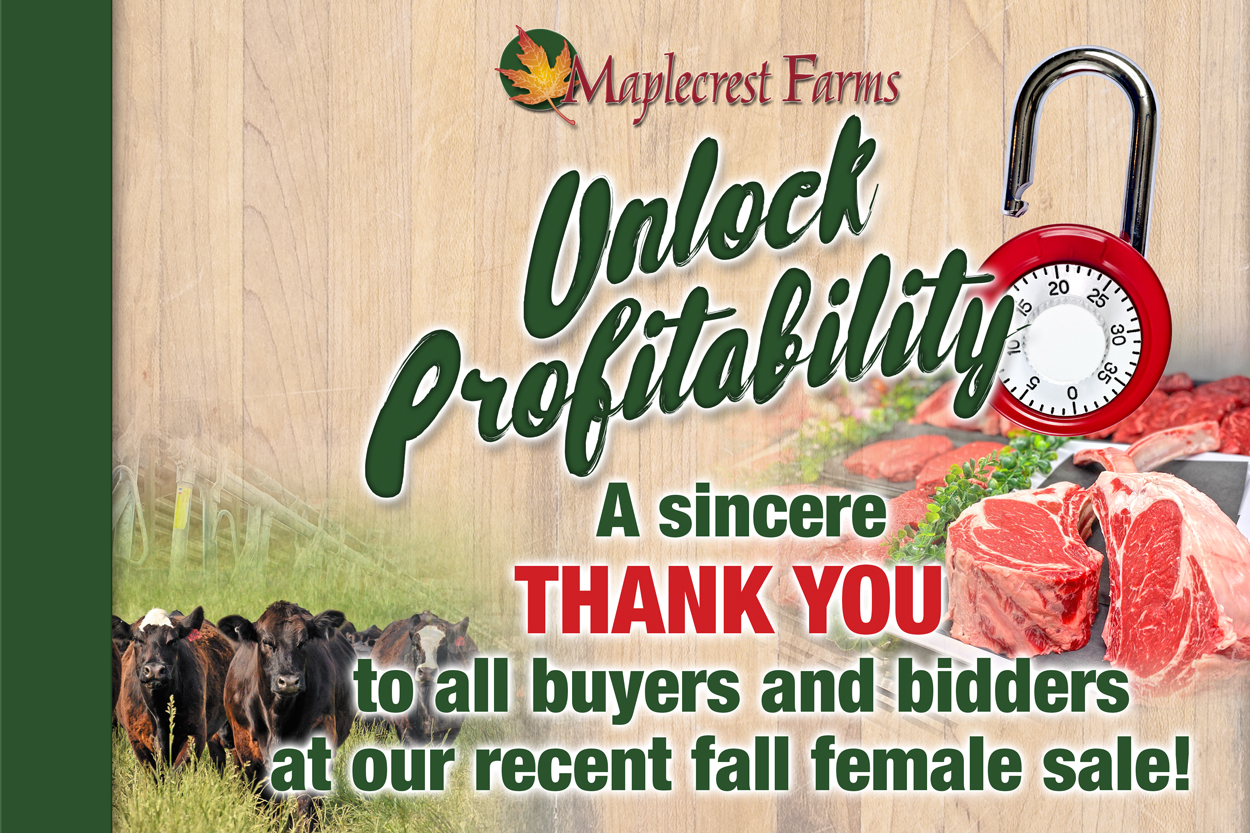Maplecrest Fall Female Sale Thank You Artwork