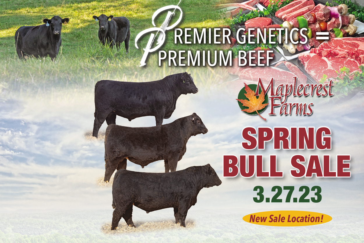 Spring Bull Sale