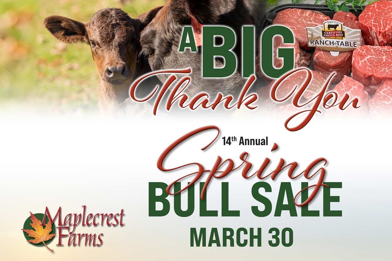 Maplecrest Spring Bull Sale Thank You Artwork
