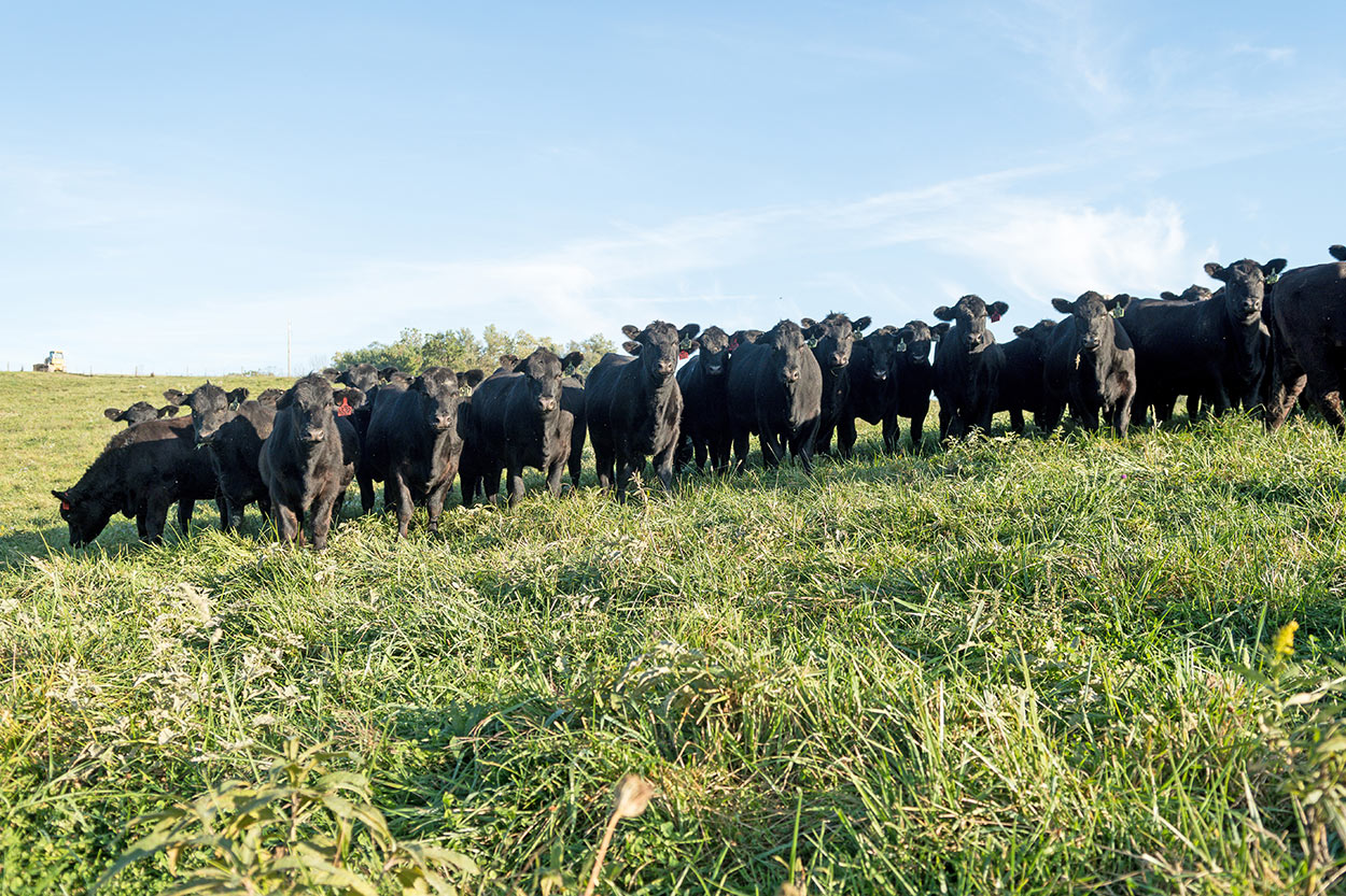 Cows in Pasture