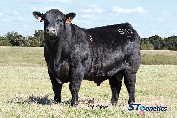 Angus and Sim-Angus genetics | Foundation of Maplecrest
